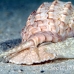 shell_li_h_0705_png2097.jpg